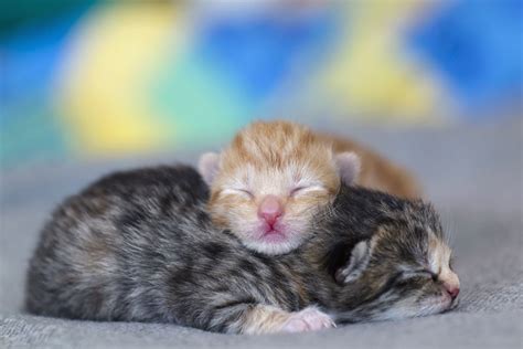 Baby Kitten .
